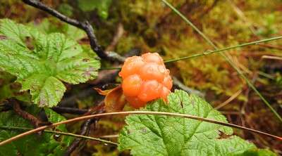 This is a ripe cloudberry