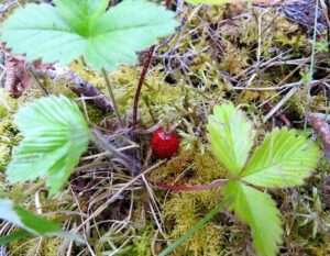 Wild Strawberry