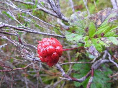 This cloudberry isn't quite ready yet