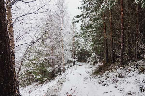 Snowy path through some trees.