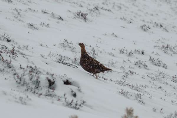 Grouse