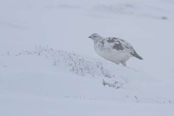 Ptarmigan