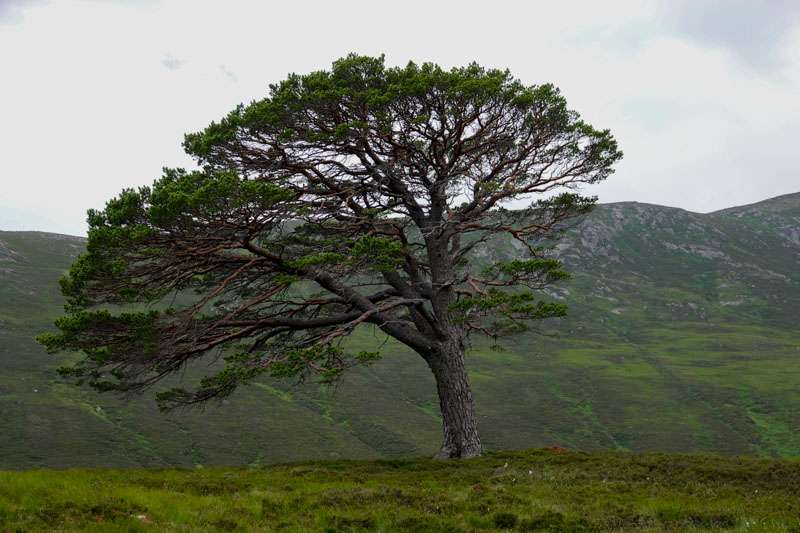 Scots pine