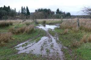 To the right of the puddle is a gate into a field to cross (option 1)