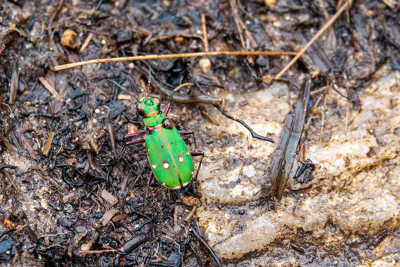 Green Tiger Beetle (Cicindela campestris)