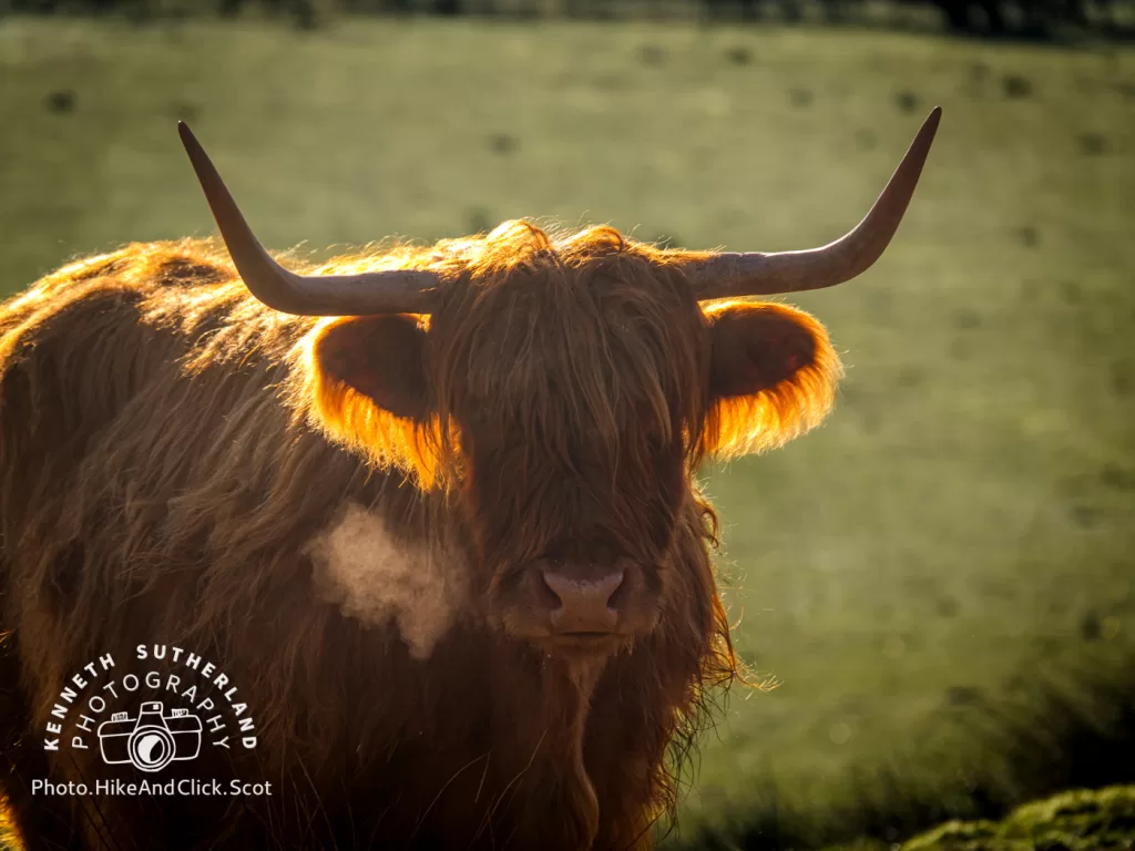 Highland Cow