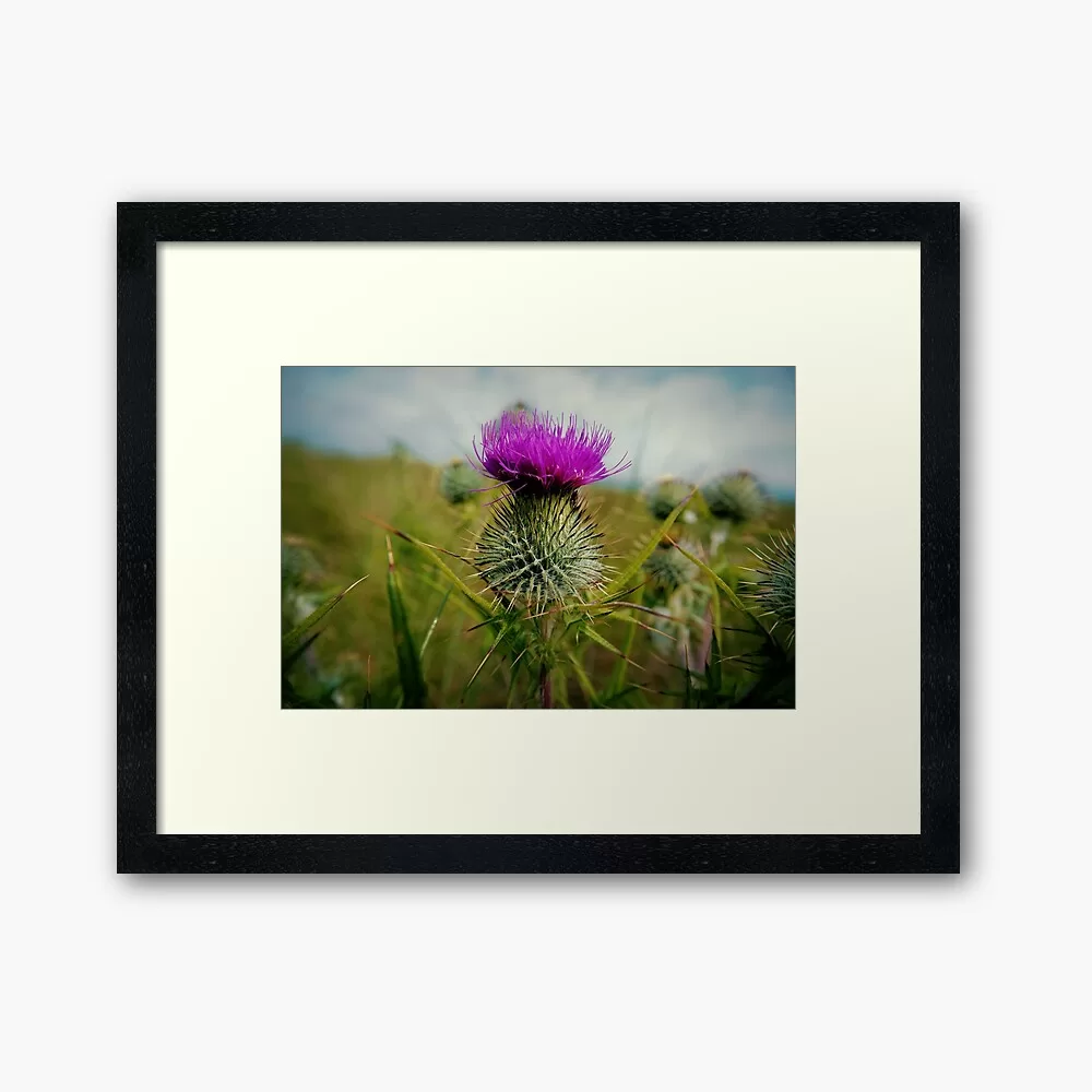 Scottish Thistle in bloom Framed Art Print